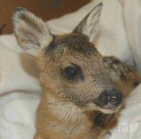 Спасиха бебета сърнички