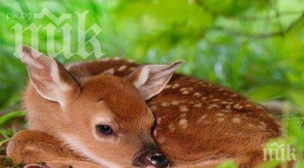 спасиха сърна опит тежко раждане