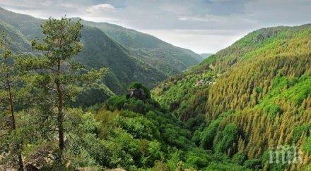 столетниците родопите изчезват