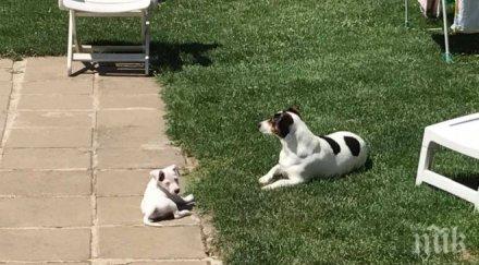 недоволство тепетата стопани превърнаха зелените площи кучешки тоалетни