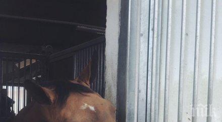 инициативата полет коне александра арабаджиева второ издание