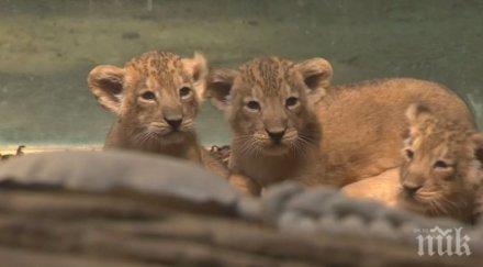 тотален хит показаха първи път лъвчета тризнаци зоопарка франкфурт