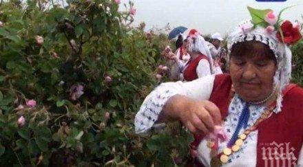 афганистанска роза подбива маслото