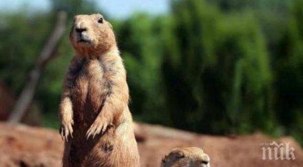 местят колония лалугери заради строежа язовир луда яна