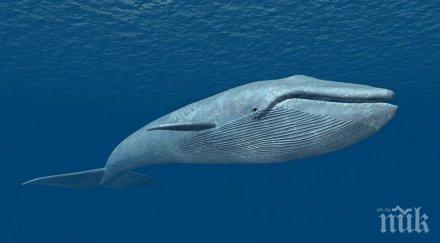 сензация син кит появи първи път червено море