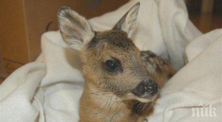 спасиха бебета сърнички