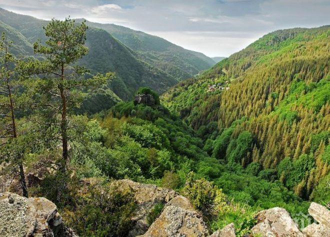 Защо столетниците в Родопите изчезват?