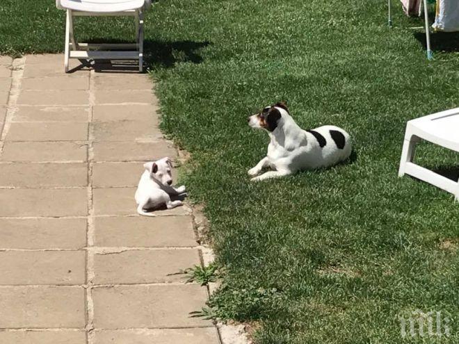 Недоволство под тепетата - стопани превърнаха зелените площи в кучешки тоалетни
