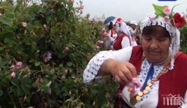 Афганистанска роза подбива БГ маслото