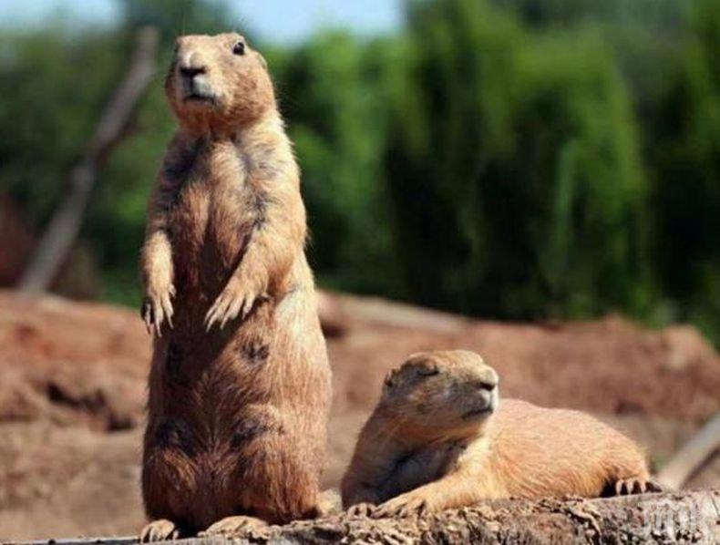 Местят колония лалугери заради строежа на язовир Луда Яна