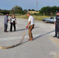 ШОК КРАЙ ХАСКОВО! 3-метров питон изпълзя на международен път Е-80, прегазиха го 