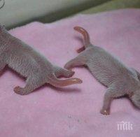 В Китай се родиха панди-близнаци