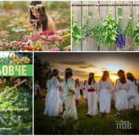 Очаквайте „Еньовче. 77 ½ билки, лечителски тайни, фолклорни обреди“