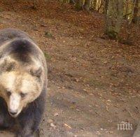Седем нападения на мечки през май! Жертви са овце, телета и крава