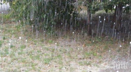 щети градушка големината орех унищожи насажденията карловско