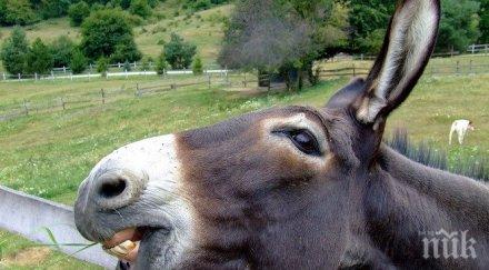 софиянец умъртви магаре удар главата