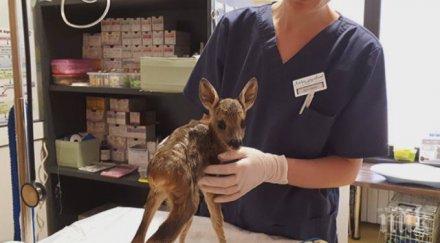 сърнето продавано пазара върне природата