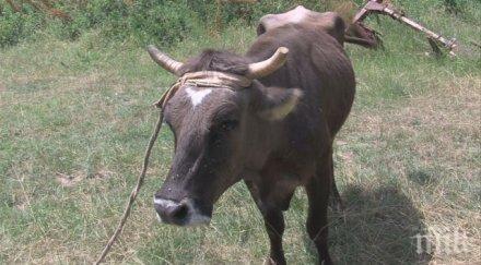 окончателно кравата беглец умъртвена