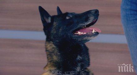 две домашни кучета нахапаха момиче