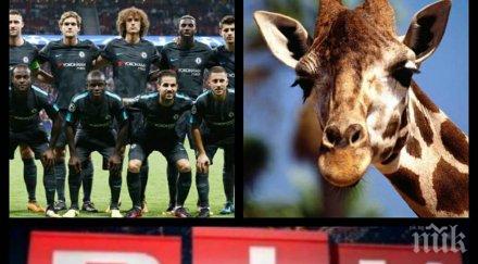 ексклузивно спортен пик жираф изяде косата футболист време видеоклип