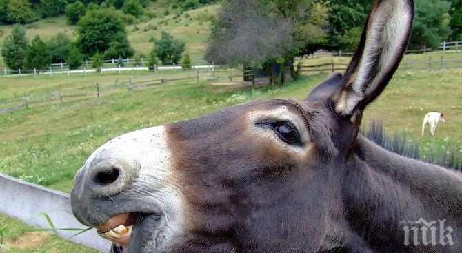 Софиянец умъртви магаре с удар в главата