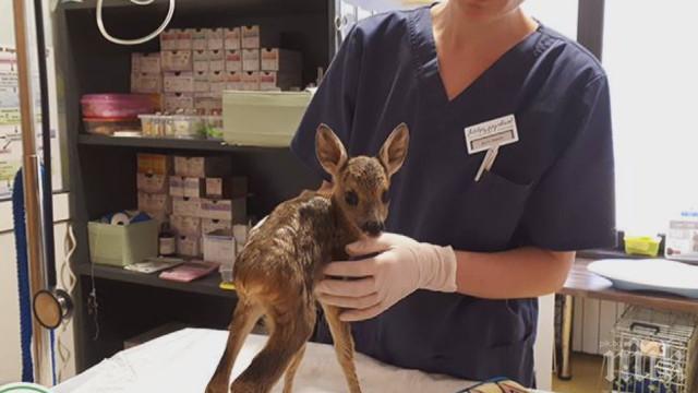 Сърнето, продавано срещу 5 лв. на пазара, няма да може да се върне в природата