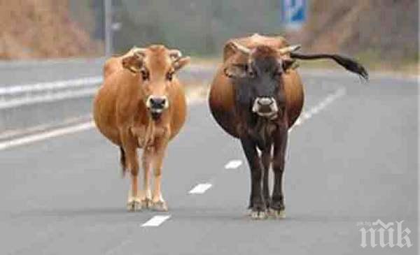 Шофирайте внимателно! Крави се разхождат по магистрала Тракия