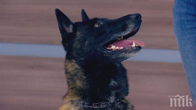 Две домашни кучета нахапаха момиче 