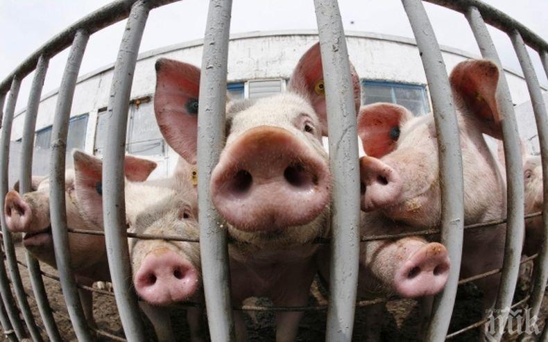 Реакция! Мексико налага мита на вноса на свински продукти от САЩ