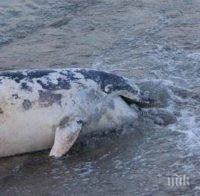 УЖАСЯВАЩО! Морето изхвърлило над 20 мъртви делфина само за месец