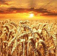 Реколтата на пшеница по-малка с 1 милион тона