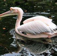 След 70 г.: Розови пеликани се излюпиха в Сребърна
