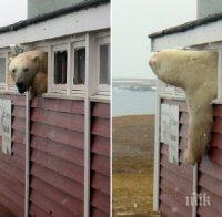 КУРИОЗ! Полярна мечка преяде с шоколад и се заклещи в прозорец (ВИДЕО)