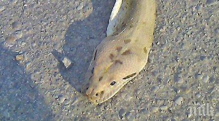 нова версия питона умрял багажник собственикът изхвърлил