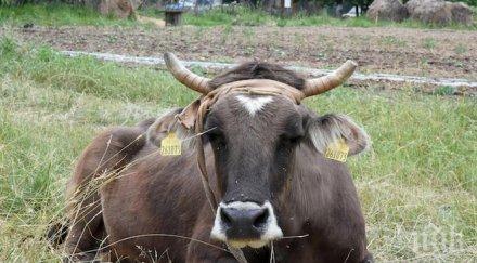 шефът бабх лично решава съдбата кравата пенка