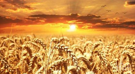 реколтата пшеница малка милион тона