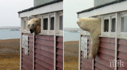 куриоз полярна мечка преяде шоколад заклещи прозорец видео