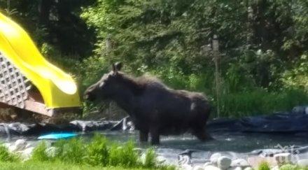 купонджия лос забавлява семеен басейн видео