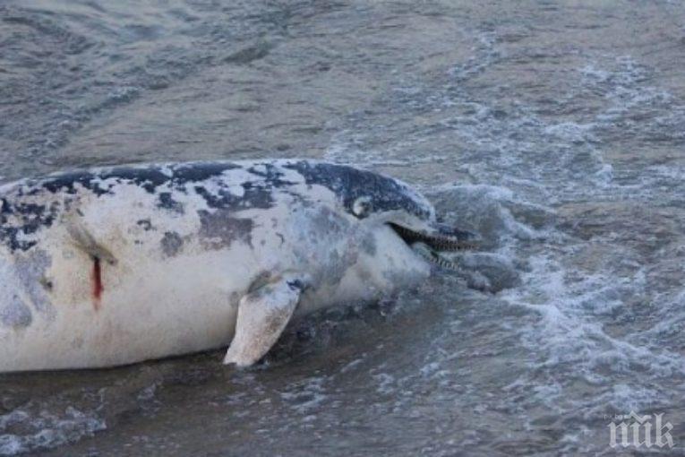 УЖАСЯВАЩО! Морето изхвърлило над 20 мъртви делфина само за месец