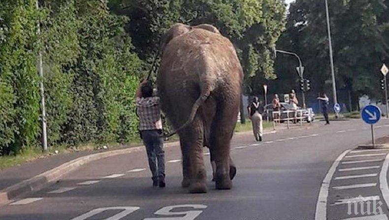 БЕГЛЕЦ! Слон се измъкна и обиколи малък град в Германия
