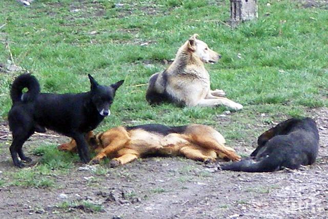 Екозащитници алармират: В Бобов дол се тровят бездомни кучета