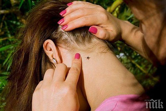 Напаст! Увеличава се броят на ухапаните от кърлежи в Пловдив