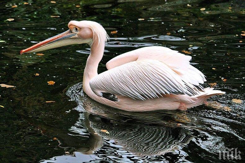 След 70 г.: Розови пеликани се излюпиха в Сребърна
