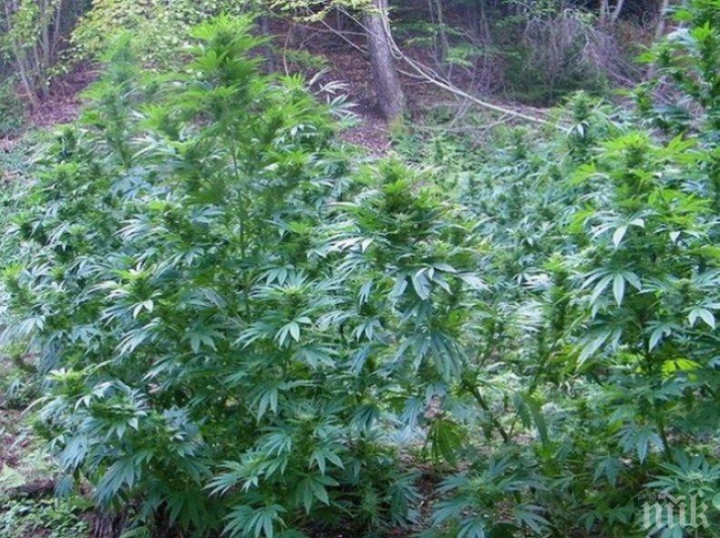 Сенатът на Канада прие закон за легализиране на марихуаната