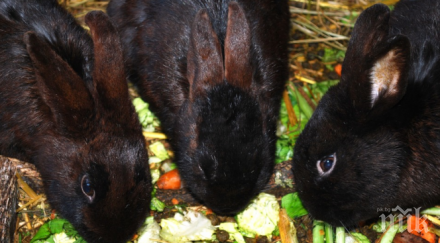 виц морковите вредни зайците