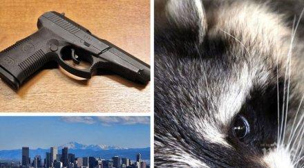 малшанс причини мъж колодаро опитвайки застреля енот