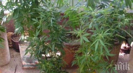 удар разбиха наркооранжерия пенсионерка