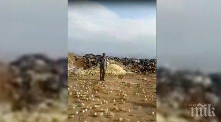 шаш изхвърлиха стотици яйца бунище тях излюпиха видео