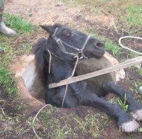 ИНЦИДЕНТ! Кон пропадна в шахта в Пампорово