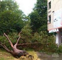 Кошмарът продължава! Още едно дърво се стовари след бурята в Бургас, карат пострадала с линейка